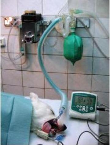 Anestezie inhalatorie de la Ortovet Srl