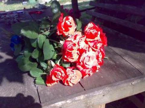 Trandafiri en-gross de la Primstar Group Srl
