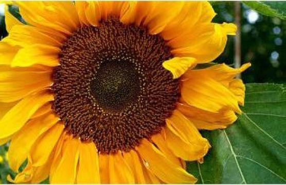 Ulei rafinat de floarea soarelui de la Acropolis Inter State S.l.