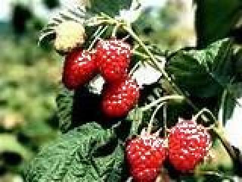 Puieti de zmeura Cayuga de la Pomi Fructiferi, Arbusti, Vita De Vie