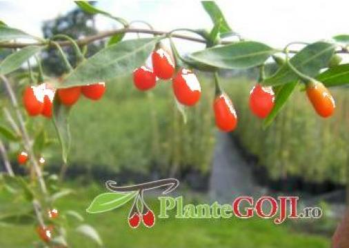 Plante Goji - Soiul Ningxia NQ1 de la PFA Olteanu Silivestru
