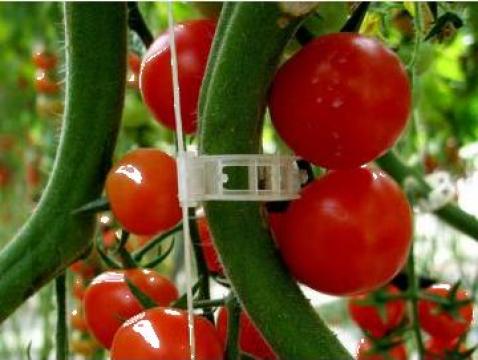 Clipsuri pentru suport tulpina tomate de la Agro Happy Veggie Srl