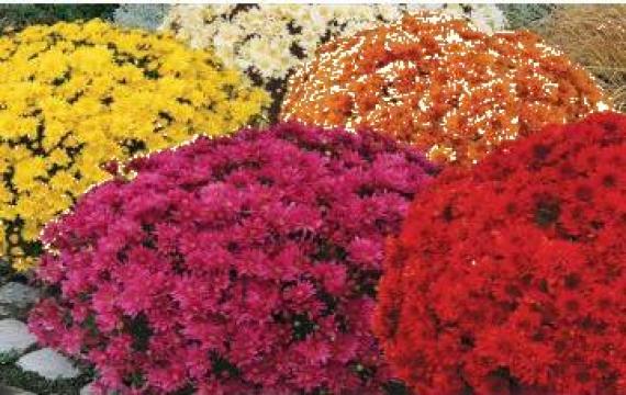 Real stress reap Crizanteme la ghiveci - Cluj Napoca - Glamflower, ID: 10479543, pareri