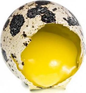 Oua de prepelita pentru consum si pentru incubat de la 