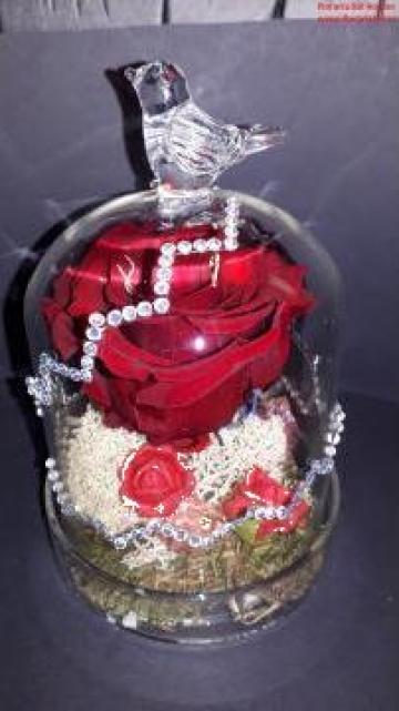 Trandafir rosu criogenat in cupola de sticla