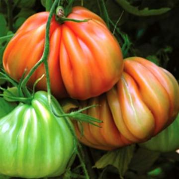 Seminte de tomate Arawak F1 (500 seminte) de la Lencoplant Business Group SRL