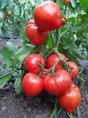 Seminte de tomate Pekonet F1 (500 seminte) de la Lencoplant Business Group SRL