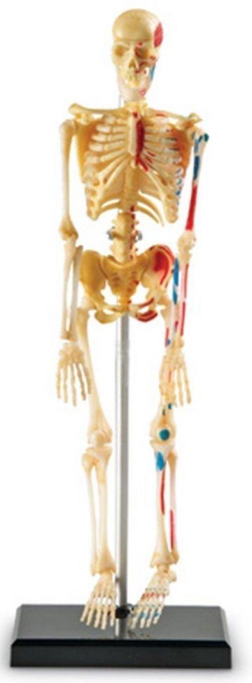 Macheta corpul uman - Schelet de la A&P Collections Online Srl-d