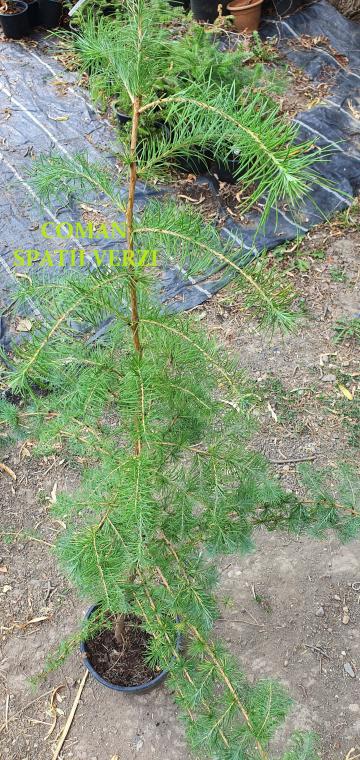 Planta perena Larix Decidua, h=100-120 cm, Timisoara de la Coman Spatii Verzi Srl