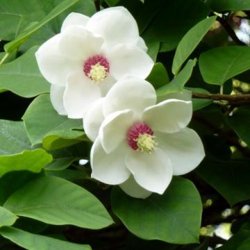 Arbust Magnolia alba Sieboldii la ghiveci de la Florapris Family S.r.l.