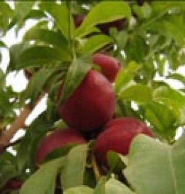 Pomi fructiferi nectarini Fantasia de la Natural Biosolaris Grup