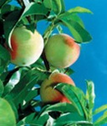 Pomi fructiferi piersici Southland de la Natural Biosolaris Grup