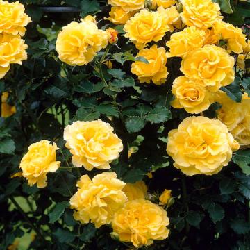 Floare Trandafir urcator galben in ghiveci de la Florapris Family S.r.l.