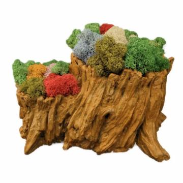 Aranjament licheni platou de la Decor Creativ