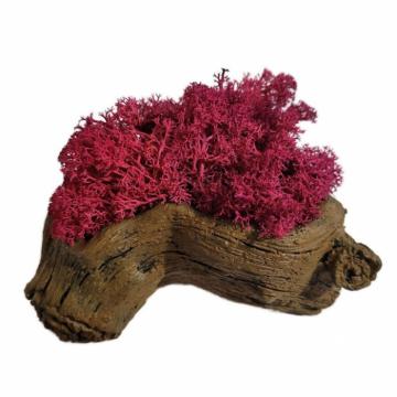 Aranjament licheni ghiveci decorativ roz M4