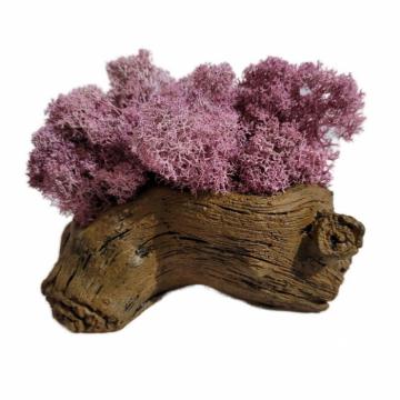 Aranjament licheni ghiveci decorativ multicolor M4 de la Decor Creativ