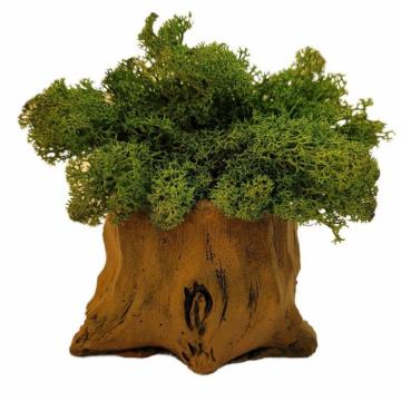 Aranjament licheni ghiveci decorativ verde M8 de la Decor Creativ