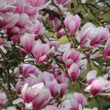 Floare Magnolia soulangeana Picture, la ghiveci