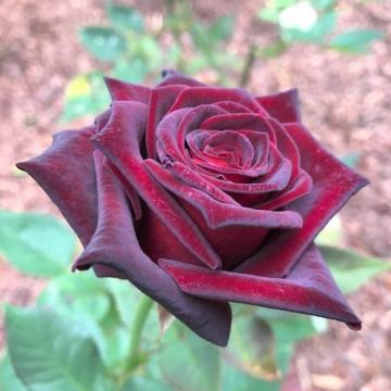 Floare trandafir teahibrid Black Baccara la ghiveci de la Florapris Family S.r.l.