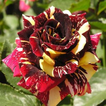 Floare trandafir teahibrid Hocus Pocus la ghiveci