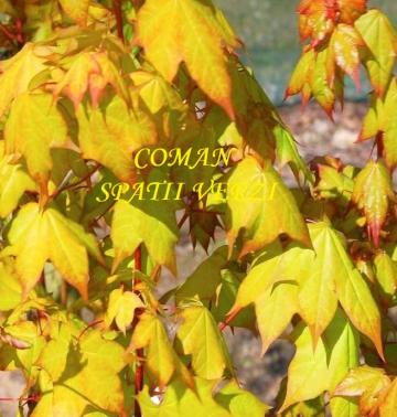 Artar caucazian Acer cappadocicum Aureum, h= 230-260 cm de la Coman Spatii Verzi Srl