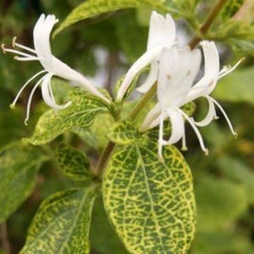 Planta Lonicera Aureoreticulata - Caprifoi in ghiveci de la Florapris Family S.r.l.