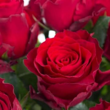 Floare trandafir rosu teahibrid Rhodos de vanzare la ghiveci de la Florapris Family S.r.l.