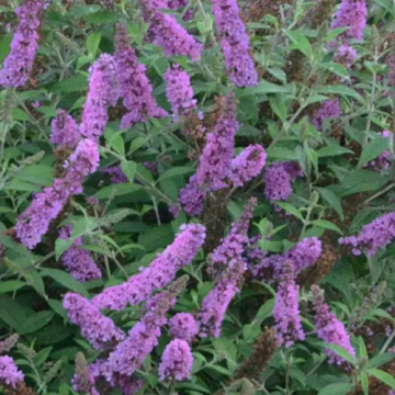 Arbust Buddleja Lavander Cupcake - Liliac de vara violet