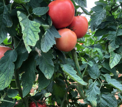 Seminte de tomate Perugino F1 (E15B.50756), nedeterminate de la Lencoplant Business Group SRL