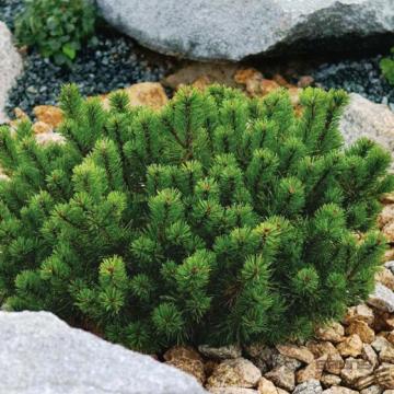 Pin Pinus mugo de 15 cm la ghiveci