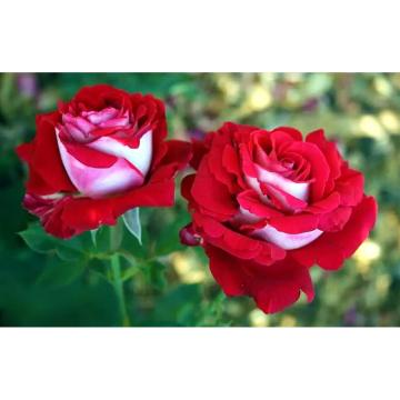 Trandafir hibrid Osiria