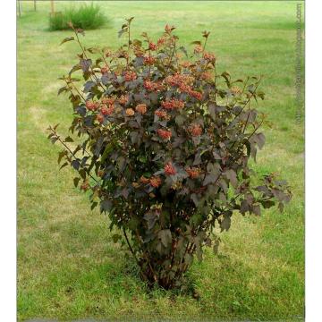Arbust ornamental Physocarpus Red Baron de 25-35cm ghiveci