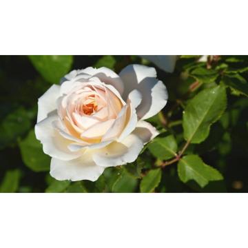 Trandafir alb Rosa White de 20cm la ghiveci de la Plantland SRL