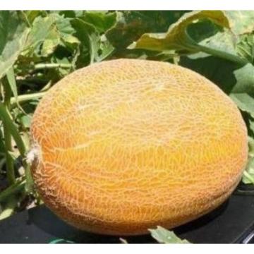 Seminte de pepene galben tip Ananas, Tagus F1 (500 seminte)