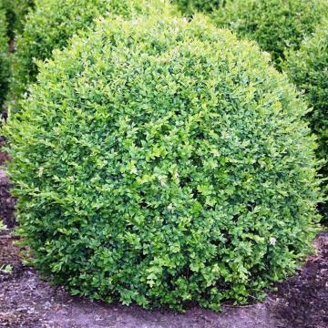 Arbust Buxus sempervirens la ghiveci C2-C3