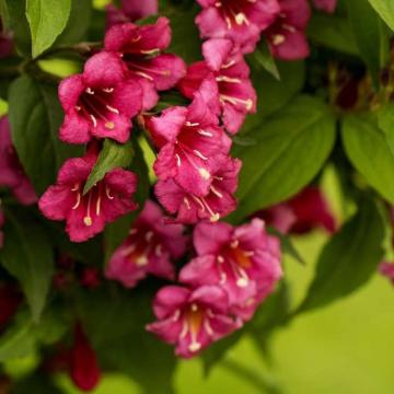 Arbust Weigela rosie florida Bristol Ruby la ghiveci C2-C3