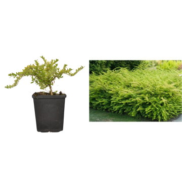 Arbust Caprifoi tarator verde de 20-30cm de la Plantland SRL