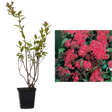 Cununita rosie (Spiraea japonica 'Dart's Red') de 25cm de la Plantland SRL