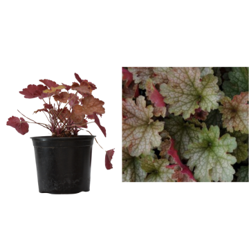 Planta Heuchera Carnival Fall Festival la ghiveci C2-C3