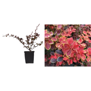 Dracila coronita Berberis Coronita de 15-25cm de la Plantland SRL