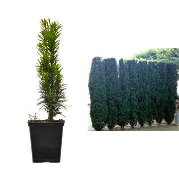 Tisa-Taxus vertical Robusta de 20cm la ghiveci