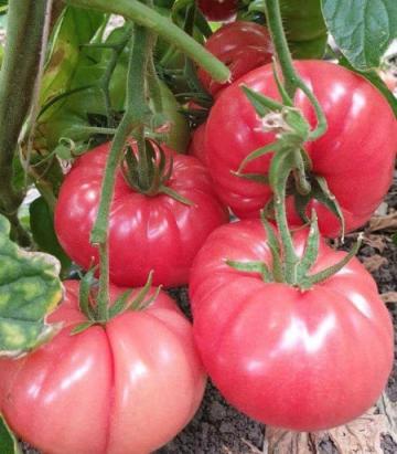 Seminte de tomate roz Buffalopink F1, 250 sem, Clause de la Dasola Online Srl