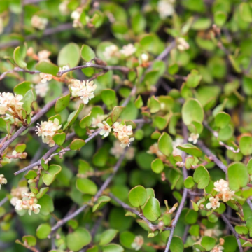 Planta Muehlenbeckia Nana la ghiveci - acoperitoare de sol de la Florapris Family S.r.l.