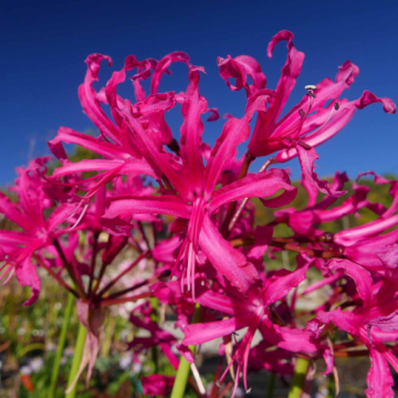 Planta perena Nerine Mister Nick la ghiveci de la Florapris Family S.r.l.