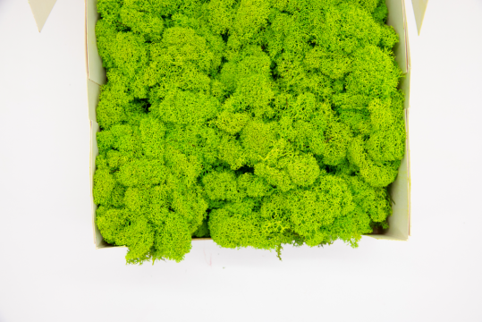 Licheni decorativi curatati, verde deschis, 400g