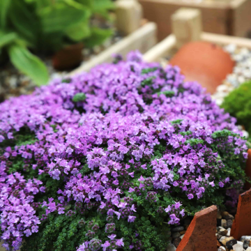Cimbrisor acoperitor de sol Thymus Minor de la Florapris Family S.r.l.