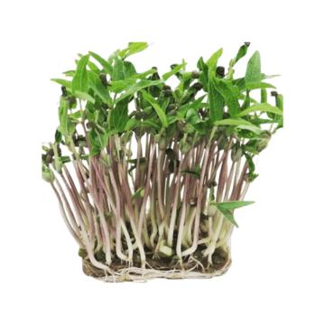 Microplante Iasi Fasole Mung