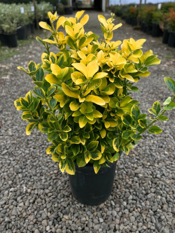 Arbust ornamental Euonimus J. Aureomarginatus