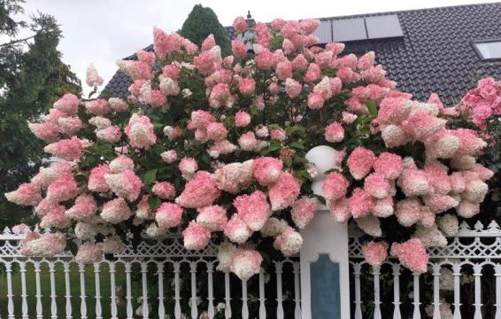 Planta Hortensie Vanille Fraise de 25-45cm la ghiveci de 2L