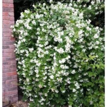 Arbust Iasomia Philadelphus Belle Etoile 40-60cm ghiveci 2L de la Plante Si Flori Srl